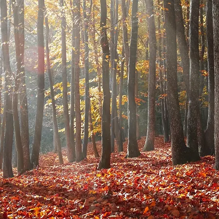 Moulin Royale Saint-Etienne-Roilaye