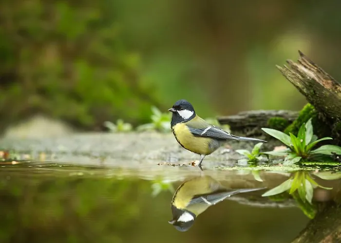 Moulin Royale Couette-café Saint-Etienne-Roilaye